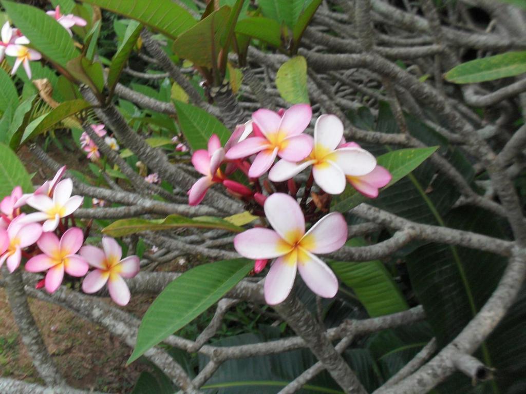 Zuider Zee Guest House Ballito Rum bild